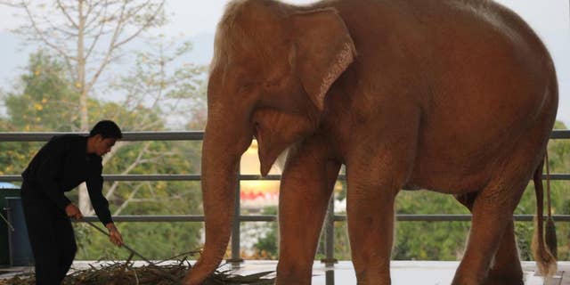 FILE - In this Jan. 4, 2012, file photo, a white elephant is fed grass at a zoo in Naypyitaw, Myanmar. Myanmar says it has found a rare, white elephant in the jungles of the western Ayeyarwaddy region. Forestry official Tun Tun Oo says the 7-year-old female was captured by his department Friday, Feb. 27, 2015, six weeks after it was initially spotted in a forest reserve in Pathein township.(AP Photo/Apichart Weerawong, File)