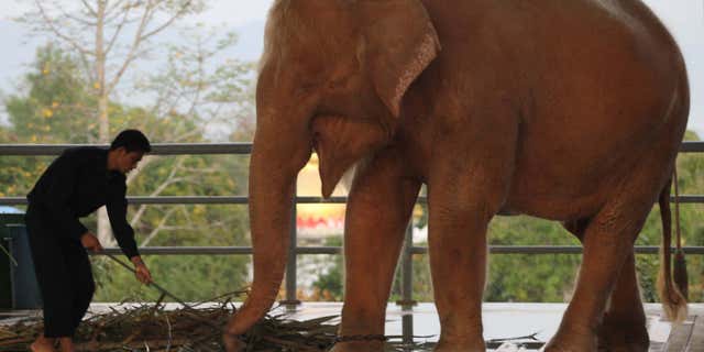 Jan. 4, 2012: A white elephant is fed grass at a zoo in Naypyitaw, Myanmar.