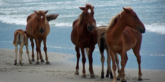 Wild horses on the beach of Outer Banks, NC