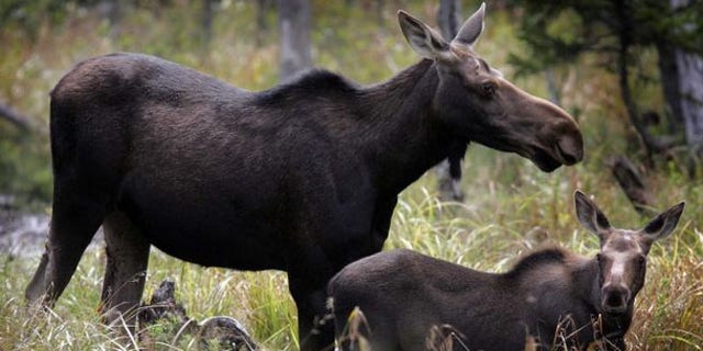 Moose are seen in Franconia, N.H. Moose watching is one of several free things to do in New Hampshire.