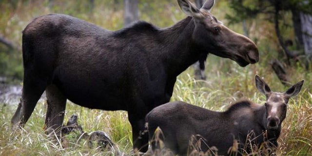 Moose are seen in Franconia, N.H. Moose watching is one of several free things to do in New Hampshire.