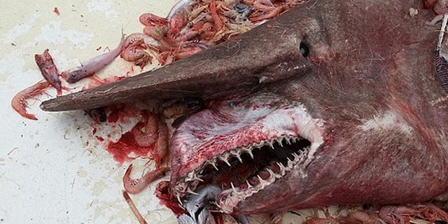 A rare goblin shark was caught last month off the coast of Key West, Fla., in what biologists are calling “an important scientific discovery,”