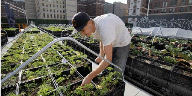Nov. 15, 2011: Zach Pickens, of Brooklyn, N.Y., manager of Riverpark Farm, tends to his crops in New York.