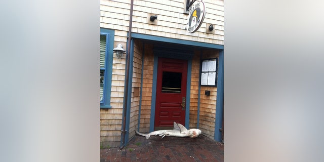 Aug. 1, 2013: In this photo provided by pub manager Jimmy Agnew, a dead shark lies at the entrance of the Sea Dog Brew Pub Thursday morning in Nantucket, Mass.