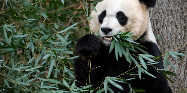 Dec. 19, 2011: File photo shows Mei Xiang, the female giant panda at the Smithsonian's National Zoo in Washington.