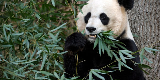 Dec. 19, 2011: File photo shows Mei Xiang, the female giant panda at the Smithsonian's National Zoo in Washington.
