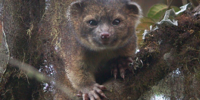 This undated handout photo provided by Mark Gurney shows a olinguito. Imagine a raccoon with a teddy bear face that is so cute it's hard to resist, let alone overlook. But somehow science did _ until now. Researchers Thursday announced a rare discovery of a new species of a mammal that belongs to the grouping of large creatures that include dogs, cats and bears: the olinguito. The raccoon-sized critters leap through the trees of the cloud forests of Ecuador and Colombia at night, according to a Smithsonian researcher who has spent the past decade tracking them. (AP Photo/Mark Gurney)