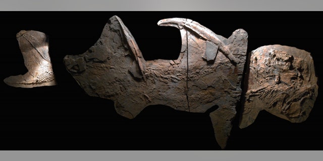 The well-preserved fossil of a 300-million-year-old shark from New Mexico. The "Texas supershark" fossils (not pictured) are less complete, but suggest the supershark was even larger than the New Mexican shark.