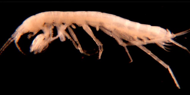 Apr. 17, 2012: A newly discovered species of freshwater amphipod was recently found in a subterranean pool inside a gypsum cave near Carlsbad, N.M.