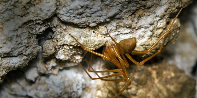 This 2010 photo from a cave outside Grants Pass, Ore., shows a specimen of a new family of spiders, which scientists are calling Cave Robber (Trogloraptor marchingtoni ) for its fearsome claws.