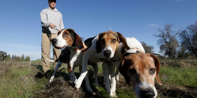 Dec. 18, 2012: In this photo, Josh Brones, president of the California Houndsmen for Conservation, walks his hunting dogs, Dollar, left, Sequoia, center and Tanner right, near his home in Wilton, Calif.