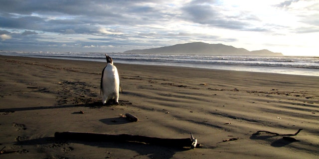 June 20, 2011: A young Antarctic Emperor tgook a rare wrong turn and ended up stranded on a New Zealand beach -- where it became sick after eating sand it mistook for snow.