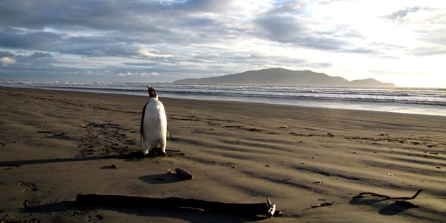June 20, 2011: A young Antarctic Emperor tgook a rare wrong turn and ended up stranded on a New Zealand beach -- where it became sick after eating sand it mistook for snow.