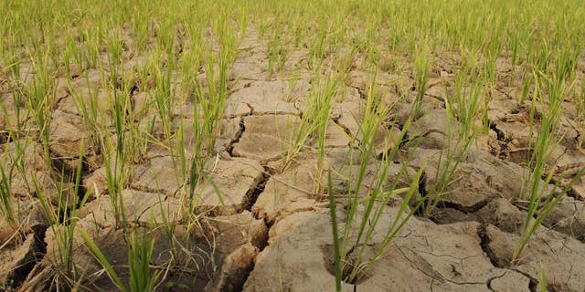 FILE - In this June 22, 2012 file photo, rice plants grow from the cracked and dry earth in Ryongchon-ri in North Korea's Hwangju County. North Korea says it has been hit by its worst drought in a century, resulting in extensive damage to agriculture. The official Korean Central News Agency said in a report Tuesday, June 16, 2015 the drought has caused about 30 percent of its rice paddies to dry up. Rice plants normally need to be partially submerged in water during the early summer. (AP Photo/Kim Kwang Hyon, File)