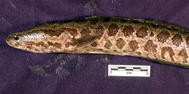 A northern snakehead is also known as a "frankenfish."