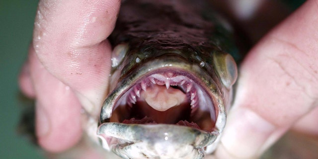 Most recently, a northern snakehead was found in Little Britain Township, Pa.