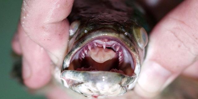 Most recently, a northern snakehead was found in Little Britain Township, Pa.