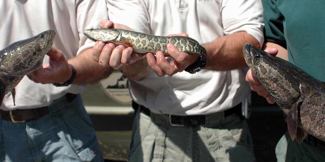 Northern snakehead fish have teeth and are an aggressive fish.