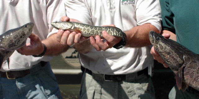 Northern snakehead fish have teeth and are an aggressive fish.