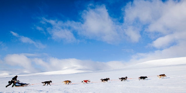 FILE: A dogsled race team in Finnmark County, northern Norway.