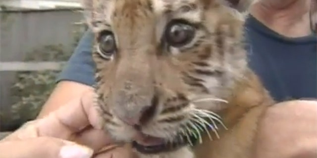 A tiger cub named Obie is the football mascot at Massillon Washington High School in Ohio.