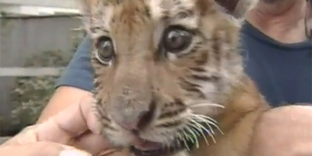 A tiger cub named Obie is the football mascot at Massillon Washington High School in Ohio.