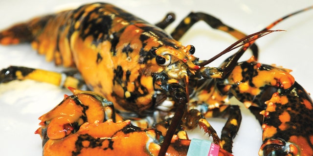calico lobster