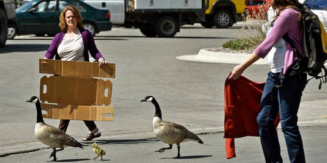 Noreen Humes, left, and Danielle Lattuga herd two geese and a gosling toward the Clark Fork River after the birds wandered into the downtown area on Thursday, April 24, 2015 in Missoula, Mont. It was no gaggle of geese, but two birds and a baby waddling through a downtown Montana city stopped traffic and brought out the shutterbugs. (Tom Bauer/The Missoulian via AP)