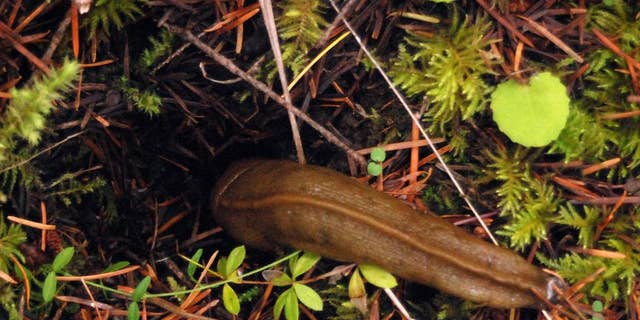 FILE - This Nov. 19, 2009 photo shows a four-inch-long banana slug slithering into a hole on the Van Eck Oregon Forest near Burnt Woods, Ore. Farmers in Oregon's Willamette Valley hate the slugs, slimy mollusks that munch their way through crops. But as familiar as farmers are with the mollusks, they acknowledge they're often baffled. And answers to their questions have come, shall we say, sluggishly. Growers and researchers at a recent Oregon State University "Slug Summit" in Salem agreed that the pests are causing more problems these days. But they have no good explanation why that's so. (AP Photo/Jeff Barnard, File)