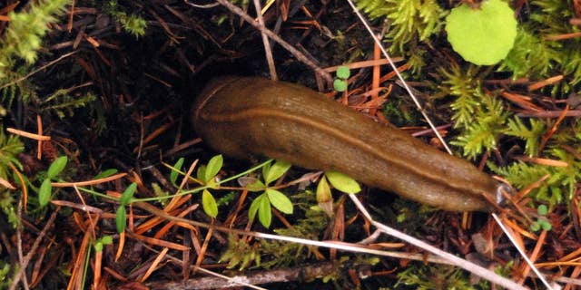 FILE - This Nov. 19, 2009 photo shows a four-inch-long banana slug slithering into a hole on the Van Eck Oregon Forest near Burnt Woods, Ore. Farmers in Oregon's Willamette Valley hate the slugs, slimy mollusks that munch their way through crops. But as familiar as farmers are with the mollusks, they acknowledge they're often baffled. And answers to their questions have come, shall we say, sluggishly. Growers and researchers at a recent Oregon State University "Slug Summit" in Salem agreed that the pests are causing more problems these days. But they have no good explanation why that's so. (AP Photo/Jeff Barnard, File)
