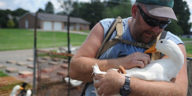 July 10, 2014: Iraq war veteran Darin Welker, 36, holds one of his ducks at his home in West Lafayette, Ohio.