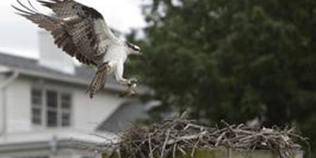 An osprey returns to its nest with a fish in its talons on Little Hunting Creek off the Potomac River near Mt. Vernon, Va., May 23, 2013. (REUTERS)
