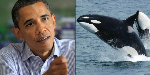 President Obama is under fire for backing a deal to lift a 24-year-old international ban on commercial whaling. (AP)