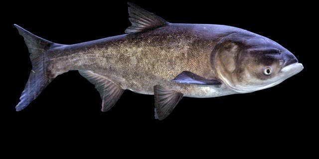 Asian Carp/AP