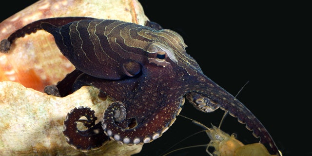 World's most romantic octopus species discovered in Central America ...