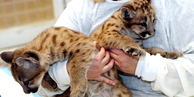 Cincinnati Zoo and Botanical Garden head nursery keeper Dawn Strasser holds on to the zoo's two new eight-week-old cougar cubs, named Joseph and Tecumseh, Thursday, Nov. 18, 2010 at the zoo. The cubs are so identically marked right now that the zoo has a hard time telling them apart.