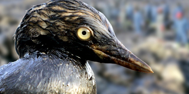A migratory bird, covered with crude oil, found by an environmental activist at Shinduri beach in Taean, west of Seoul, South Korea, in 2007.