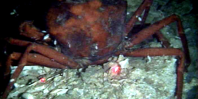 This Dec. 1, 2010 photo provided by the University of Georgia, made from the submarine Alvin, shows a dead crab with oil residue near it on a still-damaged sea floor about 10 miles north of the BP oil rig accident.