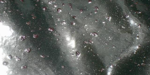 Globs of oil float on the water's surface following the Deepwater Horizon oil spill in 2010. Up to 5 percent of the oil from the spill is now resting on the ocean floor, a new study finds.