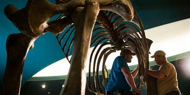 File photo - Workers deconstruct the skeleton of a woolly mammoth at the Smithsonian National Museum of Natural History in Washington.