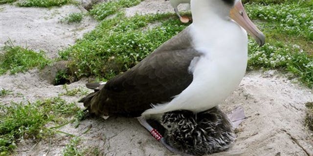Feb. 2011: In this photo provided by the U.S. Geological Survey, a Laysan albatross, roughly 60-years-old, named Wisdom is seen with a chick at the Midway Atoll National Wildlife Refuge near Hawaii. A U.S. Geological Survey scientist first banded the seabird as she incubated an egg in 1956. She was estimated to be at least five years old at the time. (AP/U.S. Geological Survey)