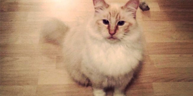 Five cats have been found killed and mutilated in Thurston County since February, 2018.. Olly is the last victim