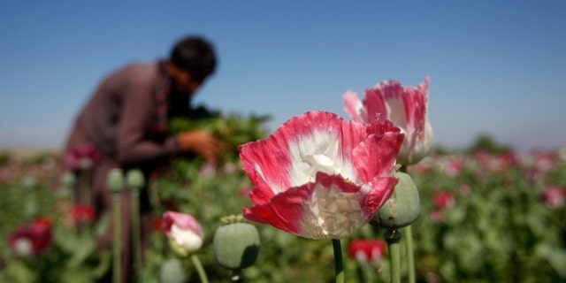 File photo - an Afghan man works on a poppy field in Jalalabad province April 17, 2014.