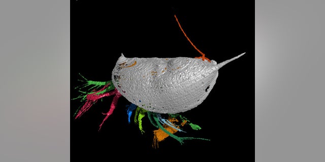 A 3D reconstruction of a fossil showing two tongue worms (orange) invading their crustacean host (represented by the other colors).