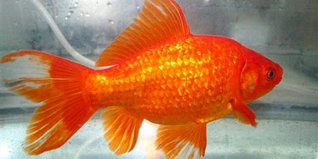 This undated photo shows a common goldfish.