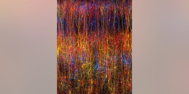 An image of a simulated rat brain slice