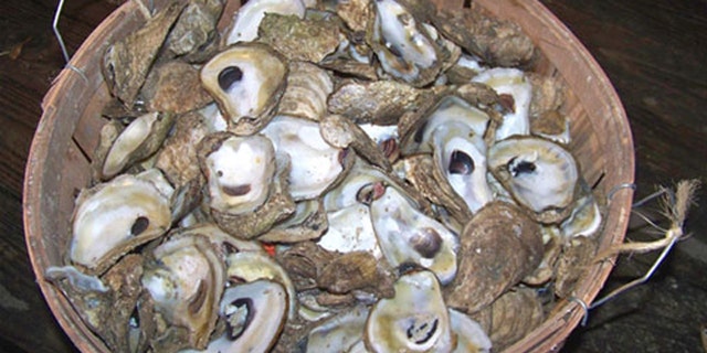 apalachicola oyster spat