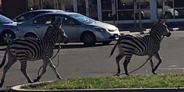 Nov. 15, 2015: Two zebras escaped from the UniverSoul Circus in Philadelphia before being captured by police.