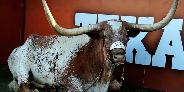 AUSTIN, TX - NOVEMBER 02: Bevo, mascot of the Texas Longhorns, attends a game against the Kansas Jayhawks at Darrell K Royal-Texas Memorial Stadium on November 2, 2013 in Austin, Texas. Texas won the game 35-13. (Photo by Stacy Revere/Getty Images)