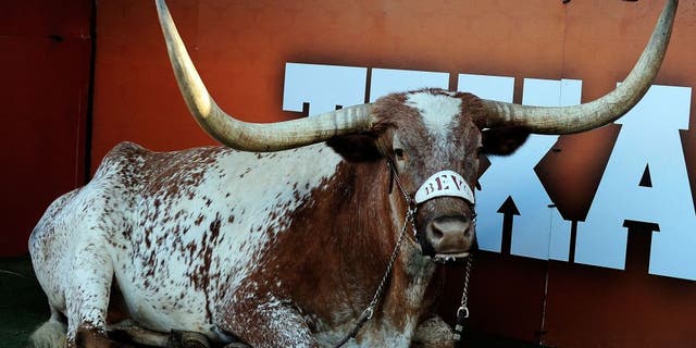 AUSTIN, TX - NOVEMBER 02: Bevo, mascot of the Texas Longhorns, attends a game against the Kansas Jayhawks at Darrell K Royal-Texas Memorial Stadium on November 2, 2013 in Austin, Texas. Texas won the game 35-13. (Photo by Stacy Revere/Getty Images)